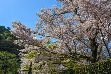 Cherry Blossom (Sakura)-Kyoto, Japonya 