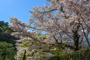 Cherry Blossom (Sakura)-Kyoto, Japonya 