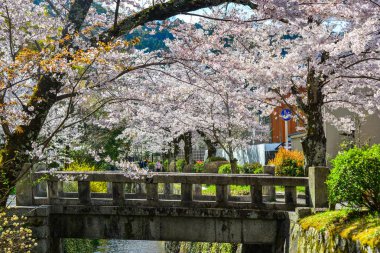 Cherry Blossom (Sakura)-Kyoto, Japonya 