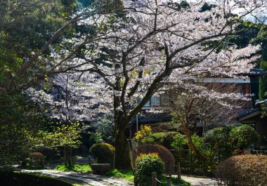 Cherry Blossom (Sakura)-Kyoto, Japonya 