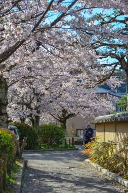 Cherry Blossom (Sakura)-Kyoto, Japonya 
