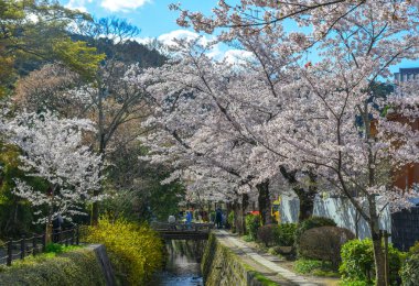 Cherry Blossom (Sakura)-Kyoto, Japonya 