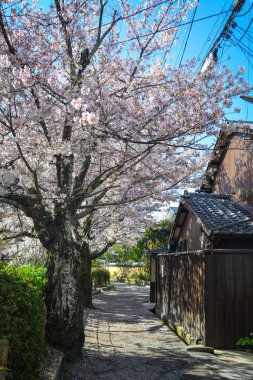 Cherry Blossom (Sakura)-Kyoto, Japonya 