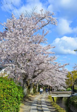 Cherry Blossom (Sakura)-Kyoto, Japonya 