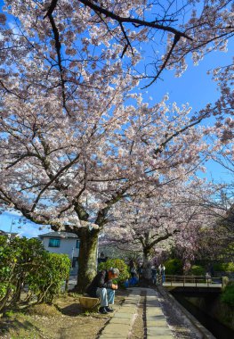 Cherry Blossom (Sakura)-Kyoto, Japonya 