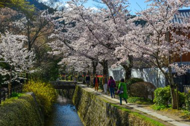 Cherry Blossom (Sakura)-Kyoto, Japonya 