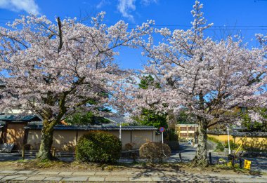 Cherry Blossom (Sakura)-Kyoto, Japonya 