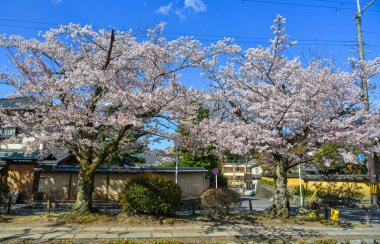 Cherry Blossom (Sakura)-Kyoto, Japonya 