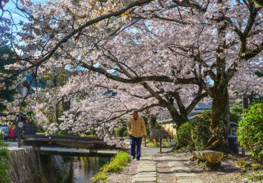 Cherry Blossom (Sakura)-Kyoto, Japonya 