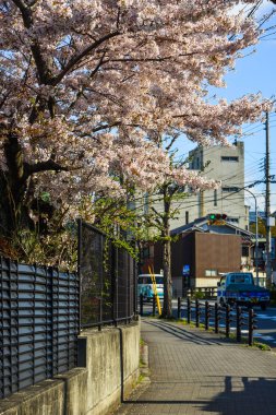 Cherry Blossom (Sakura)-Kyoto, Japonya 