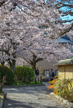 Cherry Blossom (Sakura)-Kyoto, Japonya 