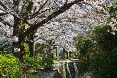 Cherry Blossom (Sakura)-Kyoto, Japonya 