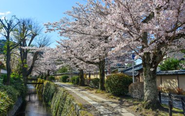Cherry Blossom (Sakura)-Kyoto, Japonya 