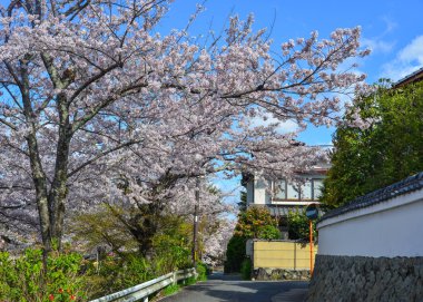 Cherry Blossom (Sakura)-Kyoto, Japonya 