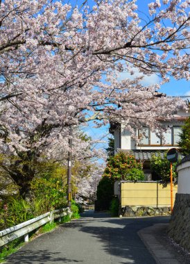 Cherry Blossom (Sakura)-Kyoto, Japonya 