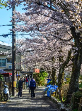 Cherry Blossom (Sakura)-Kyoto, Japonya 