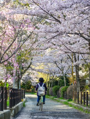 Cherry Blossom (Sakura)-Kyoto, Japonya 