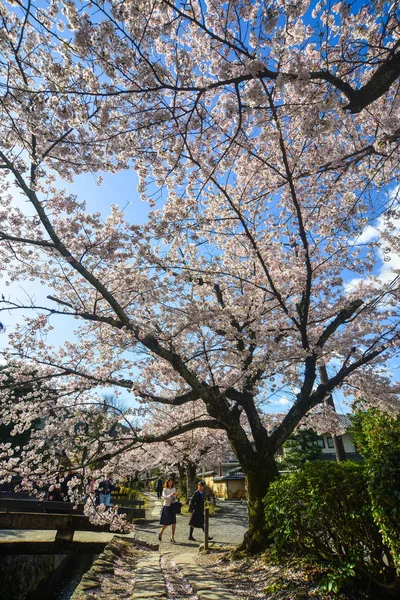 Kirschblüte (Sakura) in Kyoto, Japan — Stockfoto