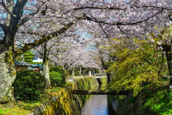 Цветение сакуры (сакура) в Киото, Япония — стоковое фото