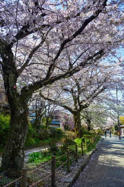 日本京都的樱花 — 图库照片