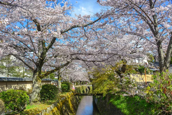 Flor de cereja (sakura) em Kyoto, Japão — Fotografia de Stock