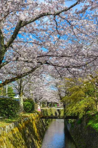 Cseresznyevirág (Sakura), Kyoto, Japán — Stock Fotó