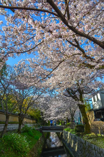 日本京都的樱花 — 图库照片