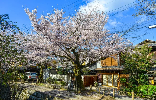 Άνθος κερασιάς (Sakura) στο Κιότο, Ιαπωνία — Φωτογραφία Αρχείου