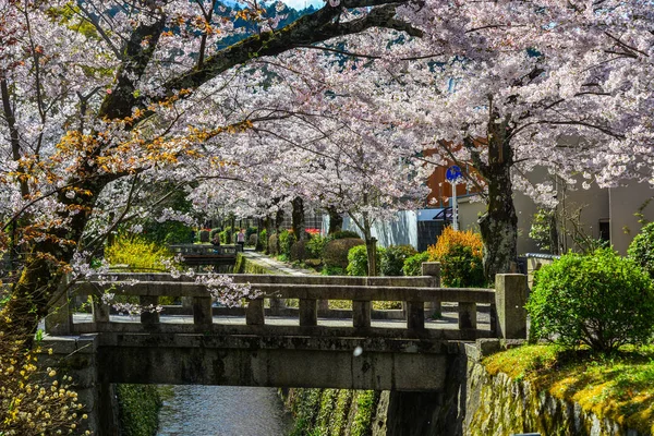 日本京都的樱花 — 图库照片