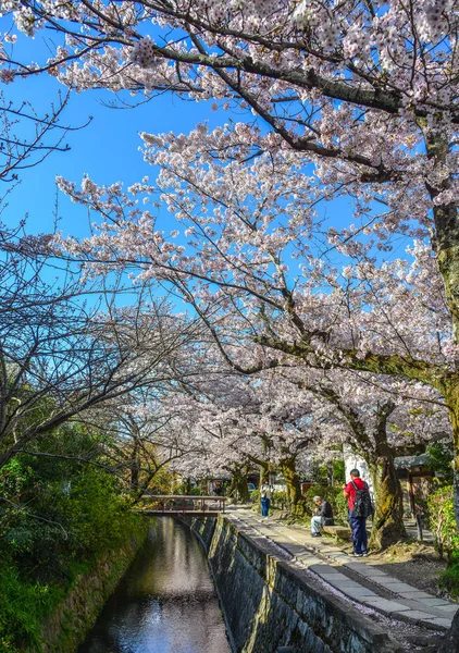 Kirschblüte (Sakura) in Kyoto, Japan — Stockfoto