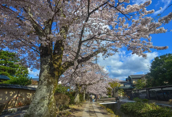 Flor de cerezo (sakura) en Kyoto, Japón —  Fotos de Stock