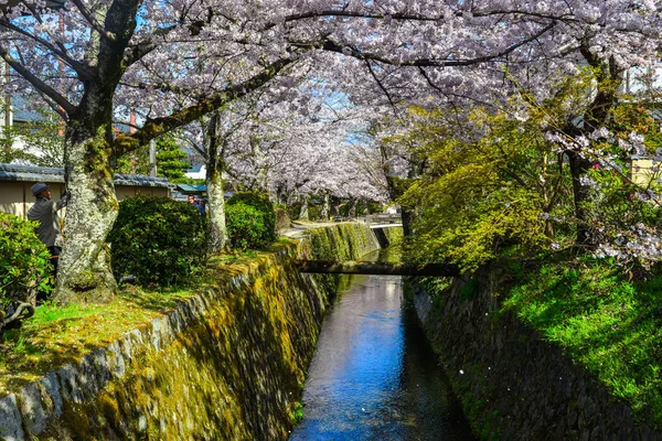 The Yodo Suiro Waterway, Kyoto's Early Cherry Blossom Spot