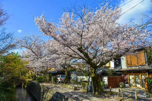 Flor de cereja (sakura) em Kyoto, Japão — Fotografia de Stock