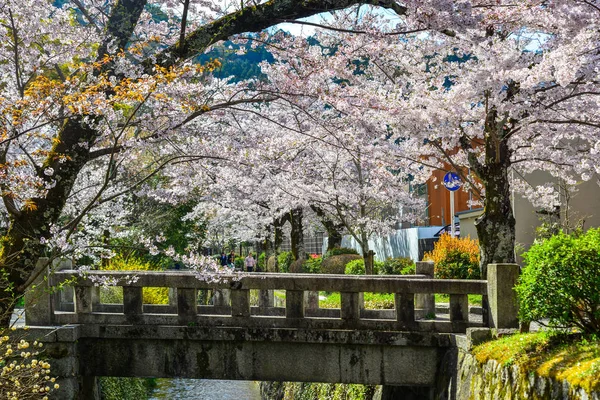 日本京都的樱花 — 图库照片