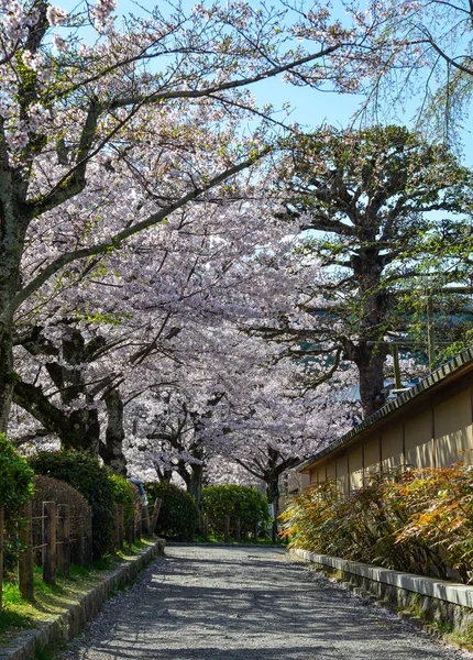 Flor de cerezo (sakura) en Kyoto, Japón —  Fotos de Stock