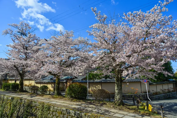 日本京都的樱花 — 图库照片