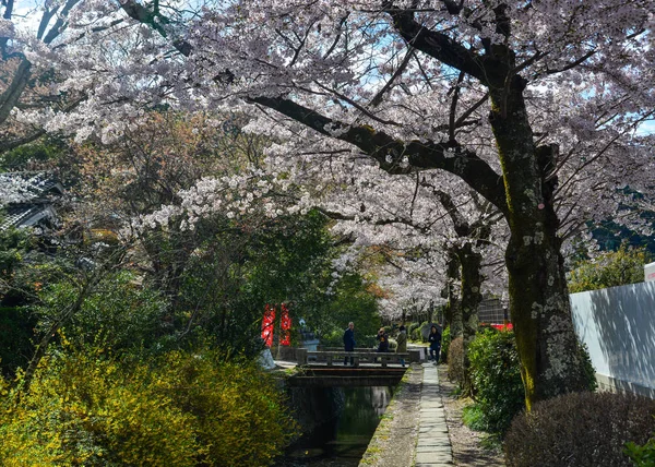 Cherry Blossom (Sakura)-Kyoto, Japonya — Stok fotoğraf