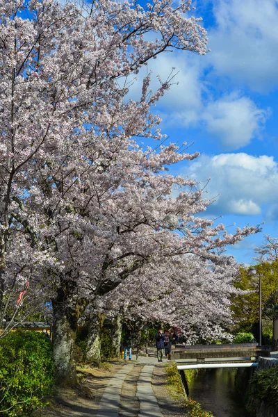 Kirschblüte (Sakura) in Kyoto, Japan — Stockfoto