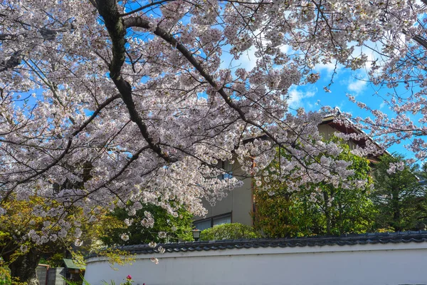 Cherry Blossom (Sakura)-Kyoto, Japonya 