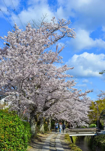 Kirschblüte (Sakura) in Kyoto, Japan — Stockfoto