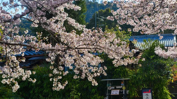 Cherry Blossom (Sakura)-Kyoto, Japonya — Stok fotoğraf