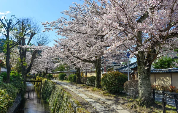 Cherry Blossom (Sakura)-Kyoto, Japonya 