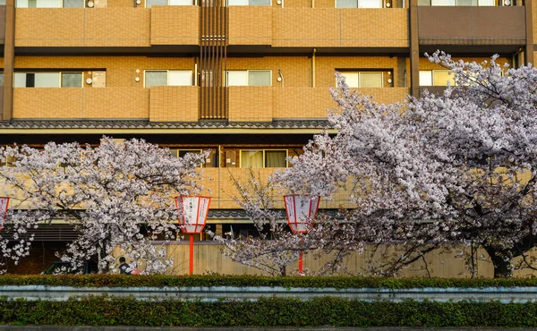 Flor de cerezo (sakura) en Kyoto, Japón — Foto de Stock