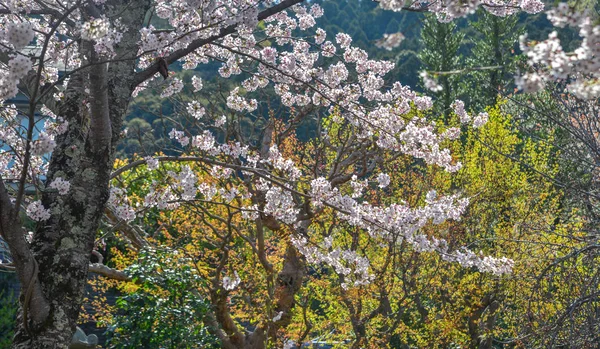 Kvetoucí třešeň (Sakura) v Kjótu — Stock fotografie