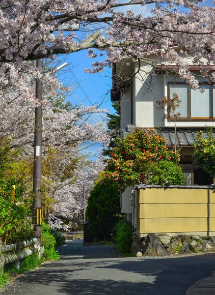 Άνθος κερασιάς (Sakura) στο Κιότο, Ιαπωνία — Φωτογραφία Αρχείου