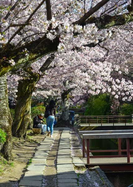 Kirschblüte (Sakura) in Kyoto, Japan — Stockfoto