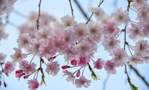Cherry blossom (sakura) in Kyoto, Japan — Stock Photo, Image