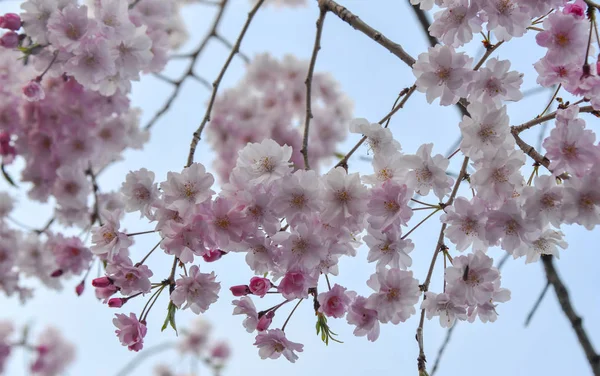 Flor de cerezo (sakura) en Kyoto, Japón —  Fotos de Stock
