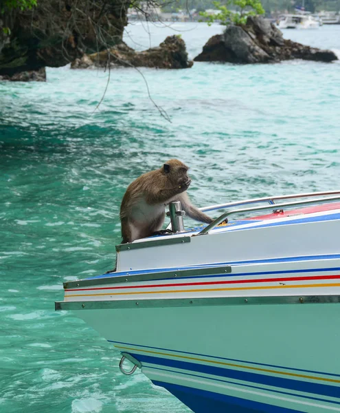 スピードボートに乗った猿 — ストック写真