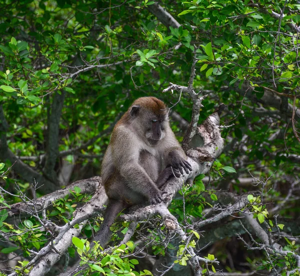 深い森の中の猿 — ストック写真